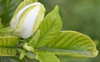 栀子花花香、味美亦疗疾