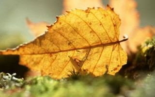 立秋之后天多变 适当调补正当时