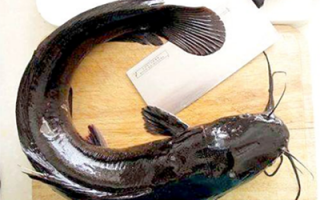 通尿消肿选鲶鱼