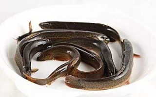 “水中人参”泥鳅