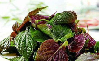 舌尖上的辛温调味品紫苏