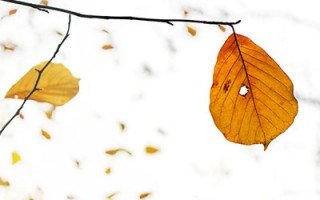 文人墨客笔下生 诗歌亦能疗疾病