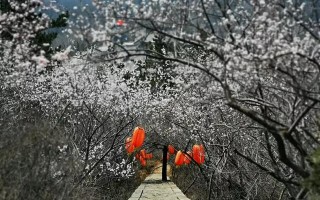 清明时节养生，有哪些注意事项？