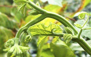 南瓜藤做菜好吃又疗疾