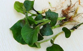 鱼腥草5款保健食疗药膳