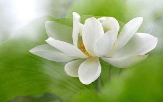 “莲”的一身都是宝 药食两用都挺好