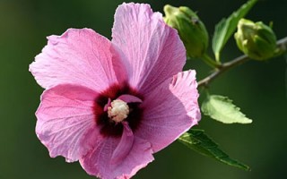 夏花芳香色彩艳 亦食亦药亦灿烂