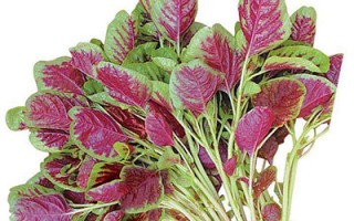 补血明目话苋菜 3款食谱来推荐