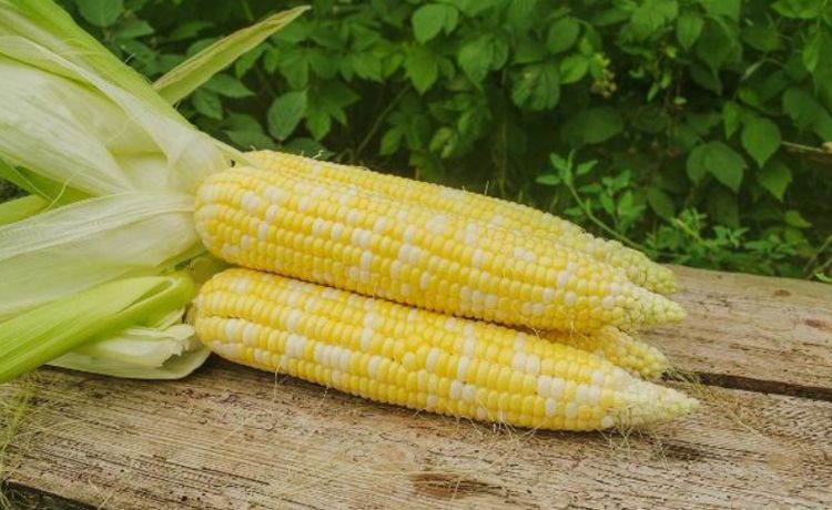 血管喜欢的食物，若你爱吃，清理垃圾，净化血液，血管健康人年轻 