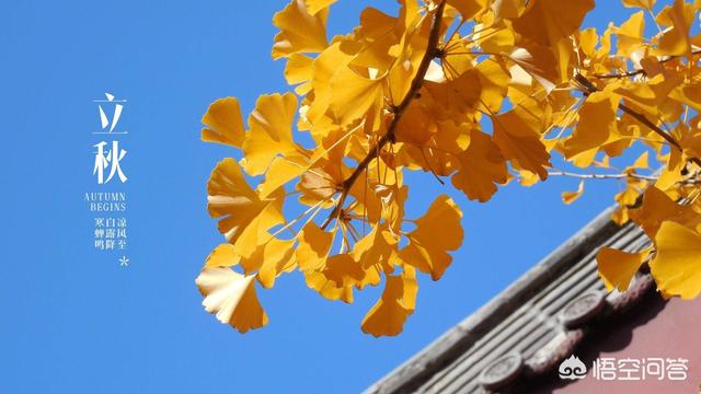 立秋了,吃什么可以整个秋冬不生病? 立秋了,吃什么可以整个秋冬不生病?